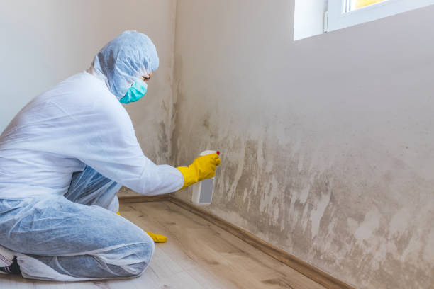 Licensed Mold Removal service in Hume, VA - WQB Mold Removal