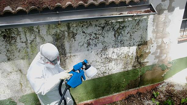 Top rated local Mold Removal specialists in Hume, VA